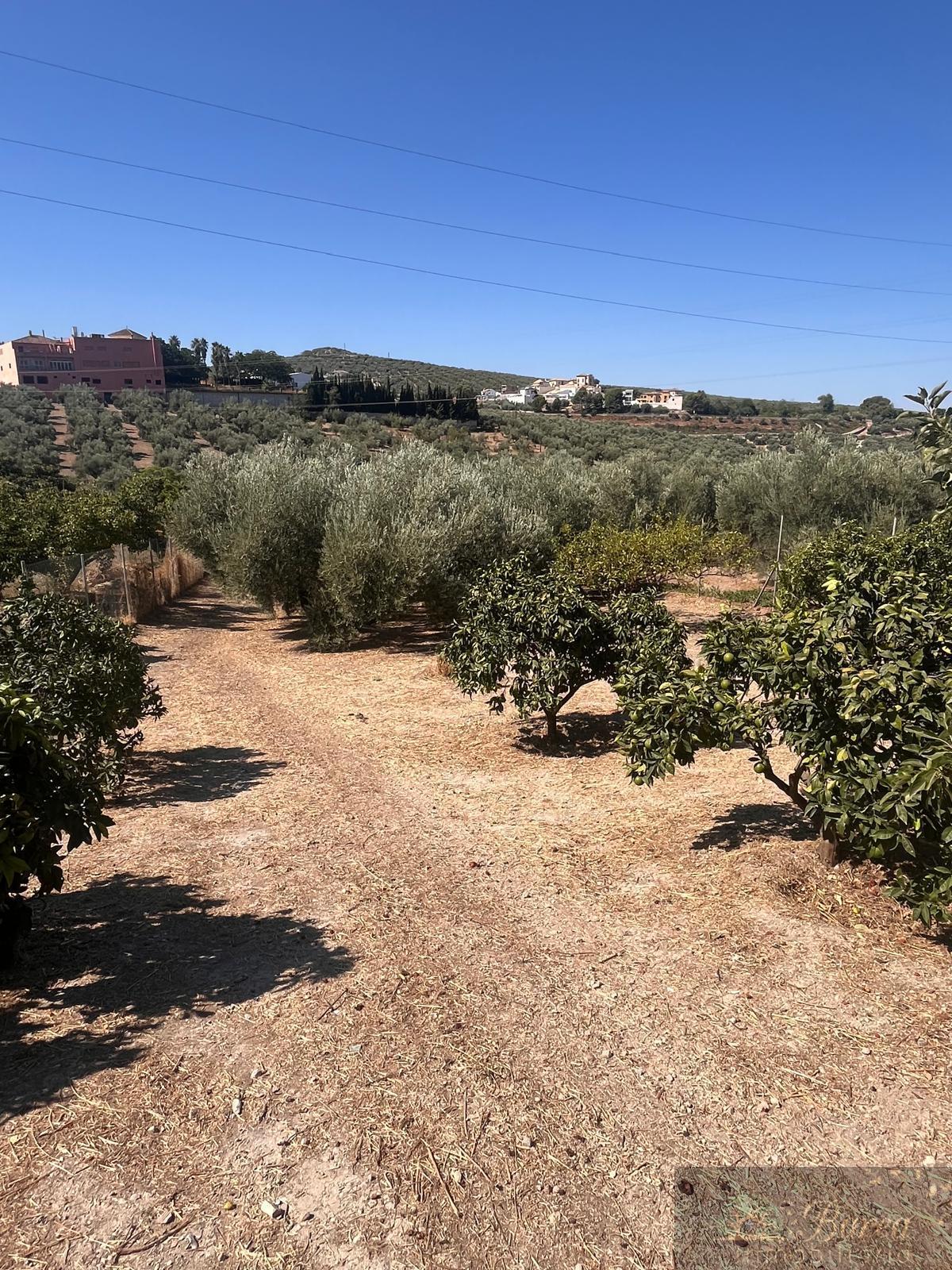 Venta de finca rústica en Rute
