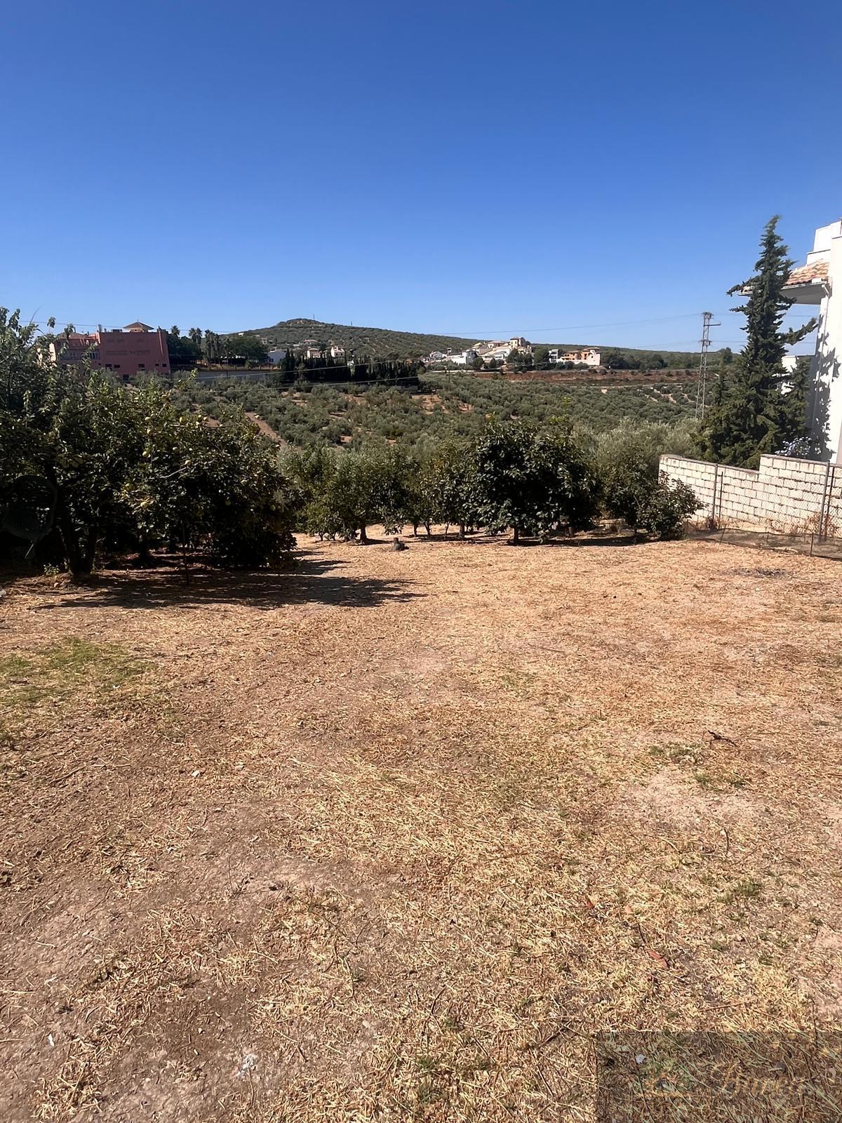 Venta de finca rústica en Rute