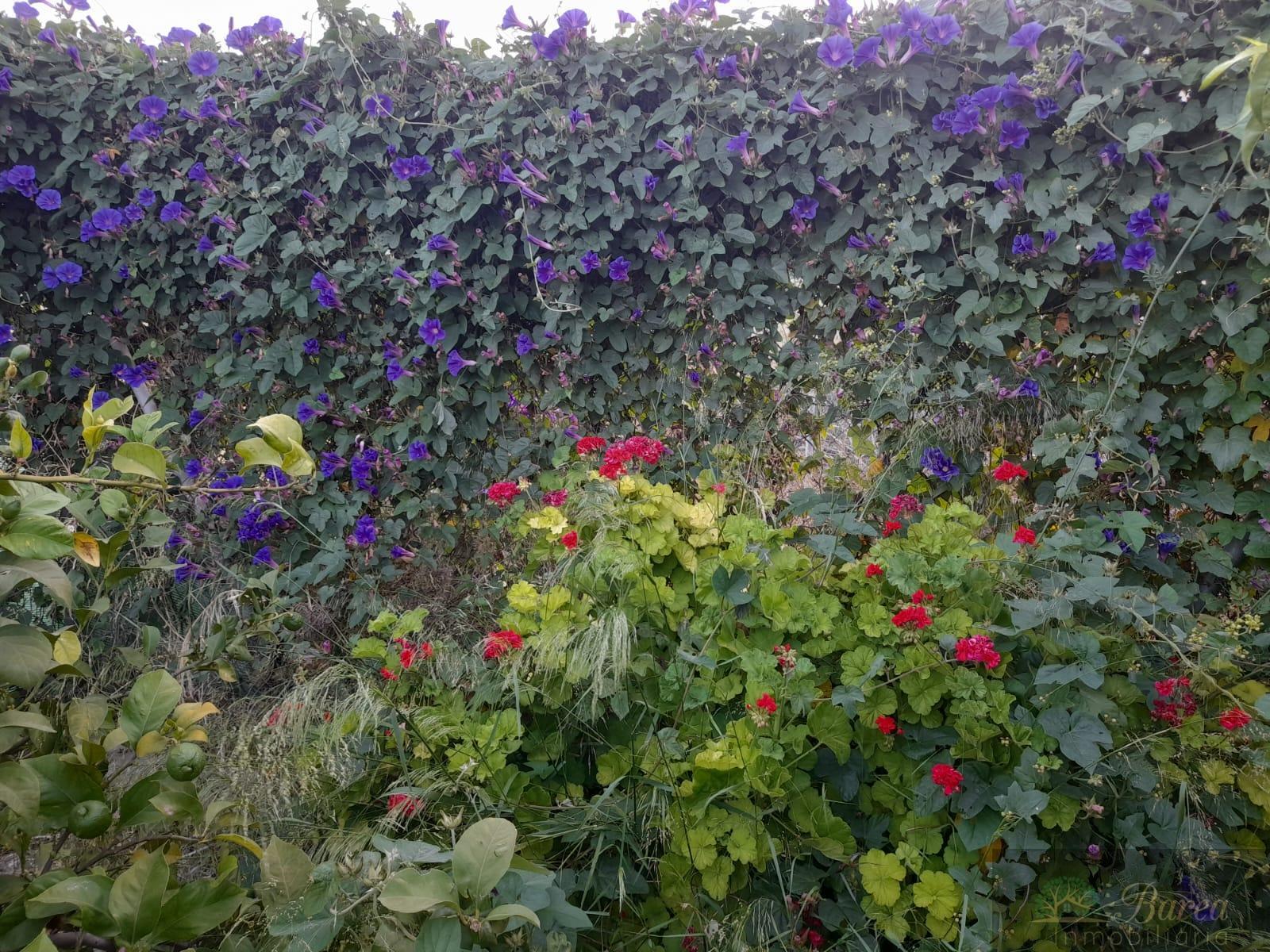 For sale of rural property in Rute