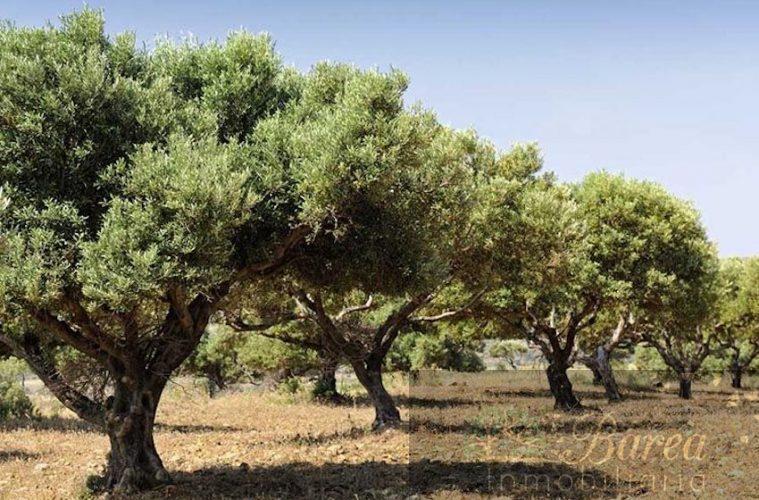 Venta de finca rústica en Lucena