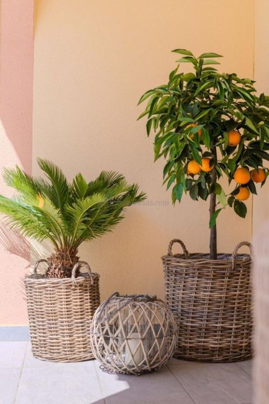 Venta de  en Orihuela