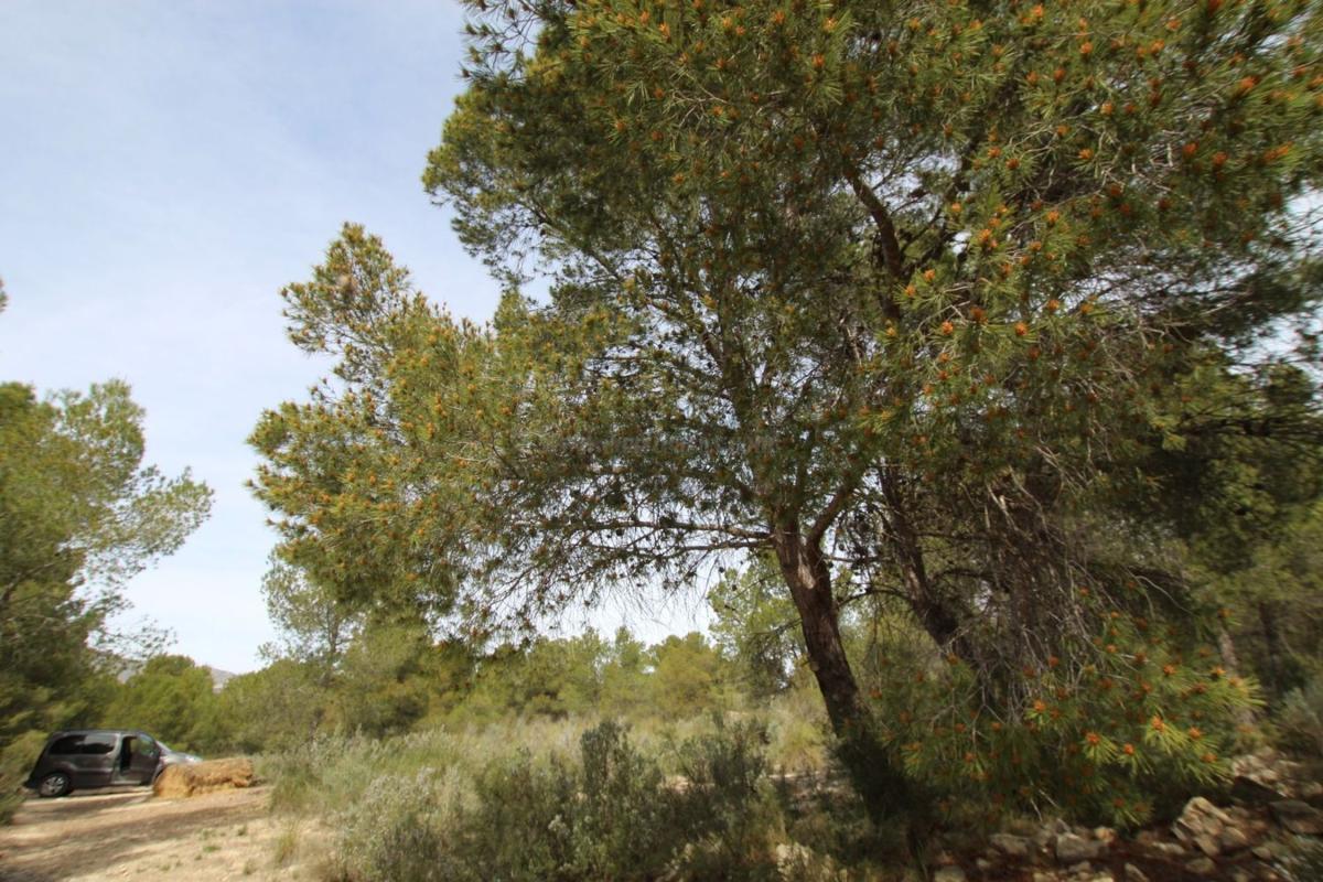 Venta de villa en Monovar
