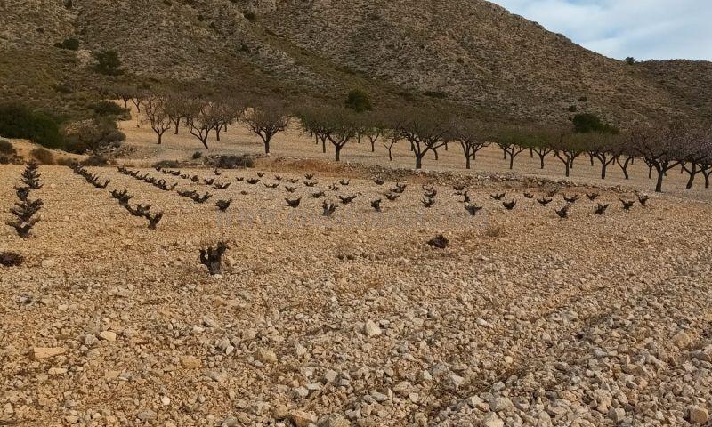 Venta de terreno en Abanilla
