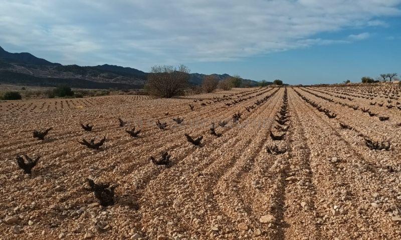Venta de terreno en Abanilla