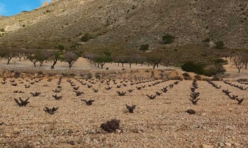 Venta de terreno en Abanilla