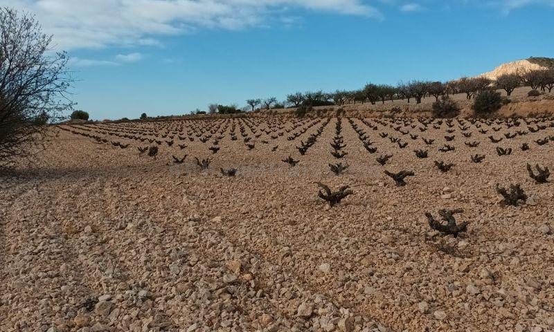 Venta de terreno en Abanilla