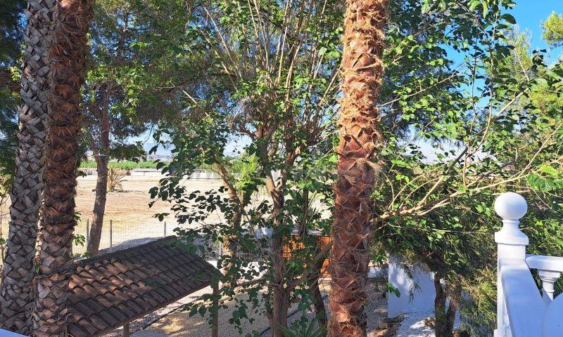For sale of rural property in Orihuela