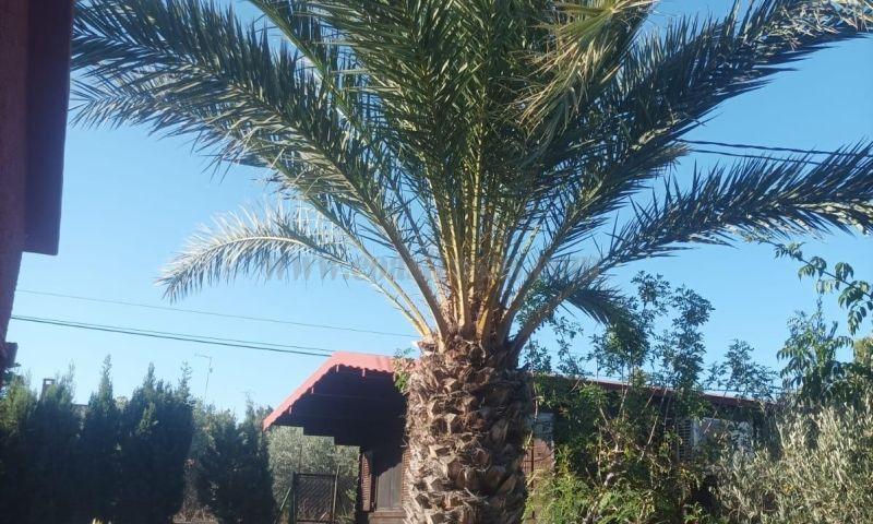 For sale of villa in Elche