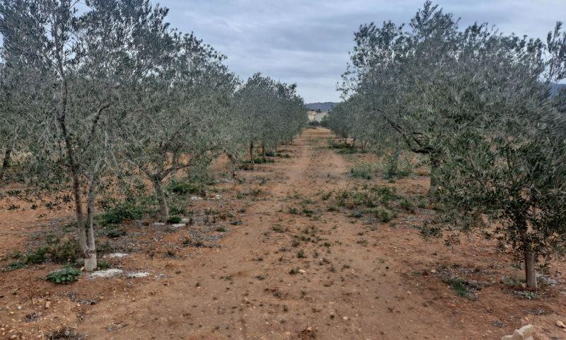 For sale of rural property in Hondón De Los Frailes