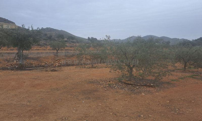 For sale of land in Hondón De Las Nieves
