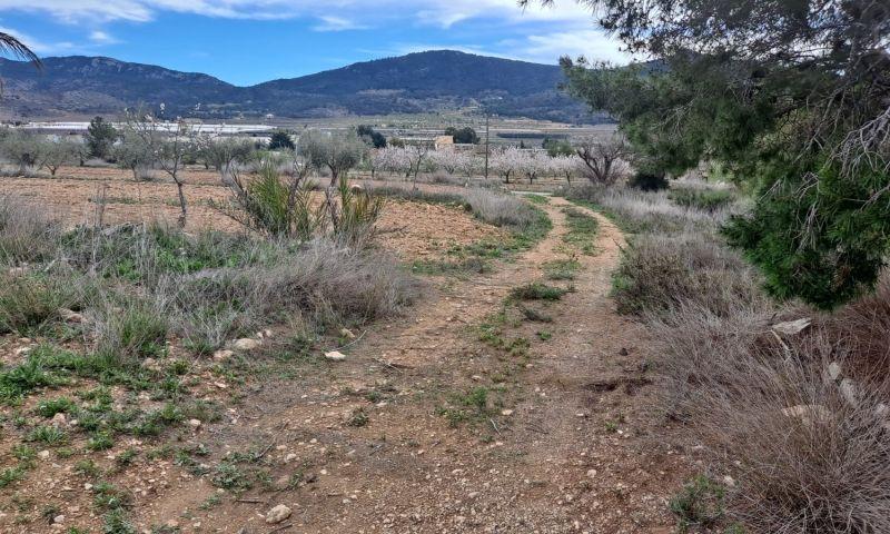 For sale of rural property in Hondón De Las Nieves