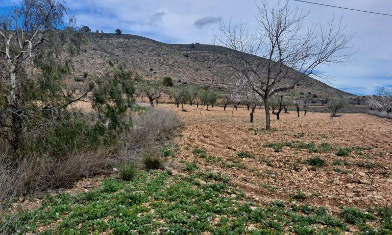 For sale of rural property in Hondón De Las Nieves