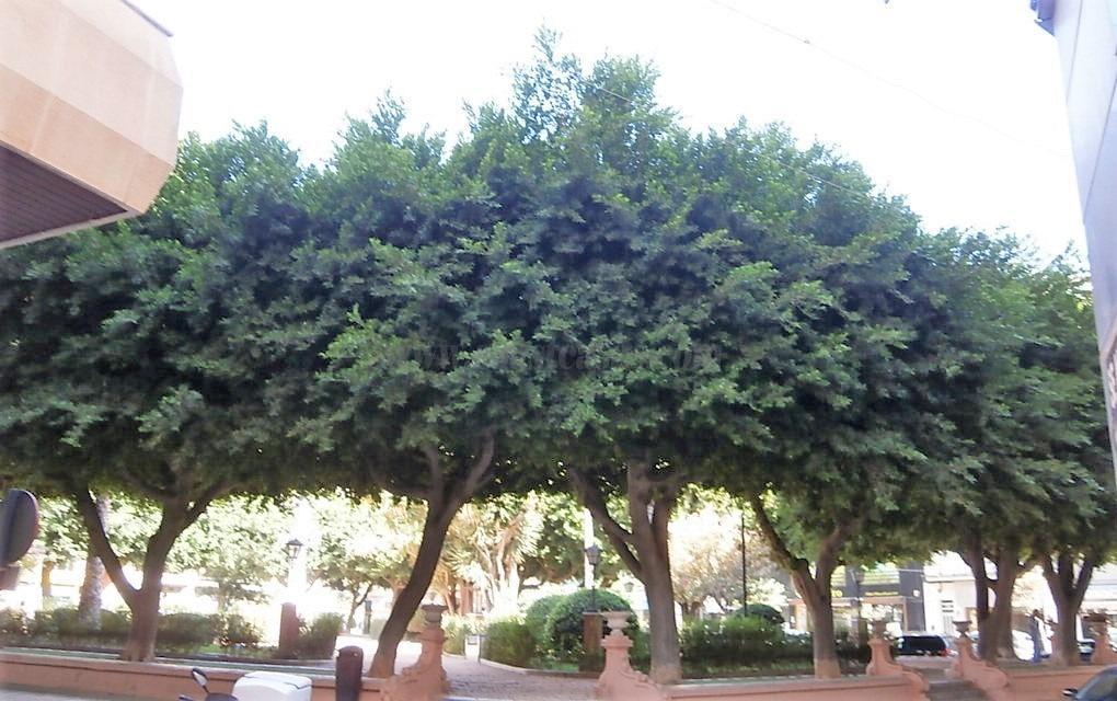 For sale of apartment in Orihuela