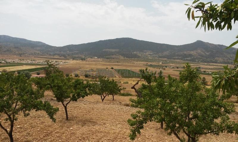 For sale of land in Hondón De Las Nieves