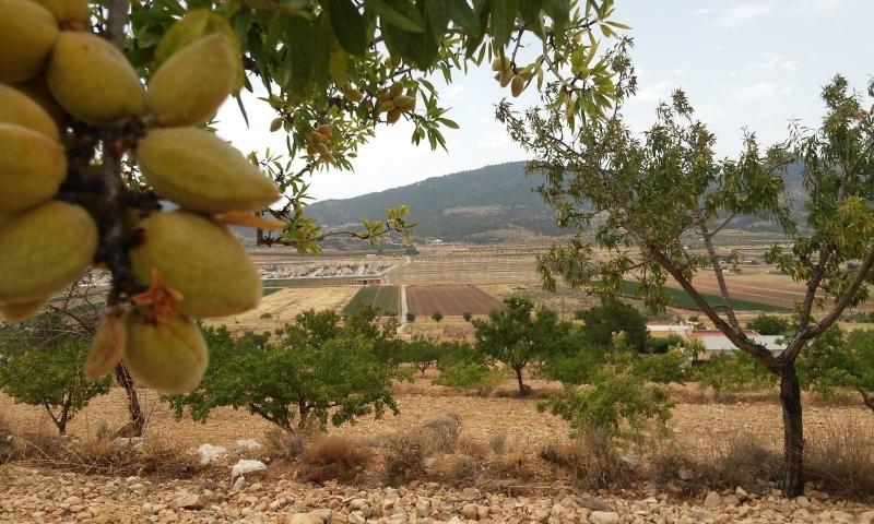 For sale of land in Hondón De Las Nieves