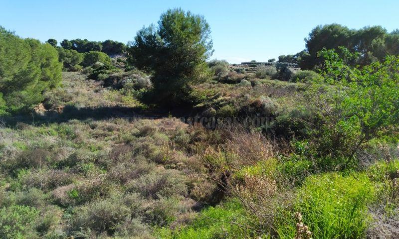 For sale of land in Pinar De Campoverde