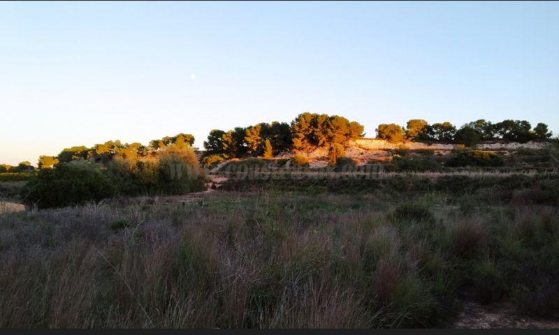 For sale of land in Pinar De Campoverde