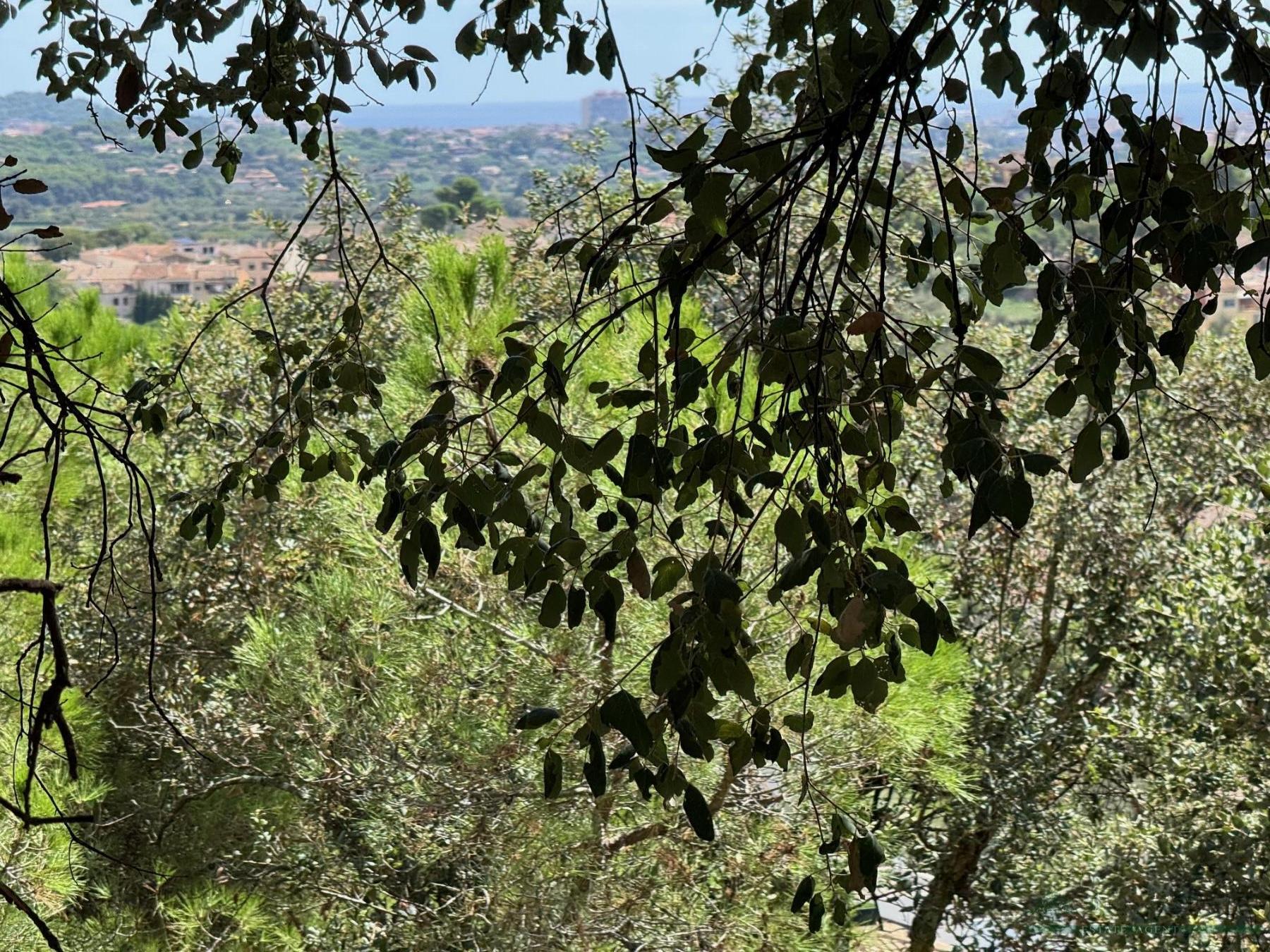 Venta de terreno en Calonge