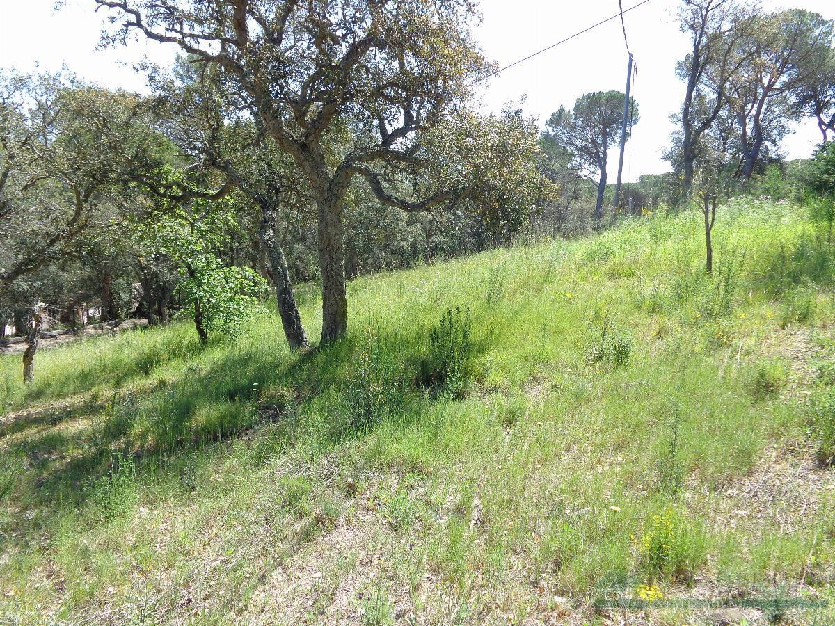 For sale of land in Santa Cristina D´aro
