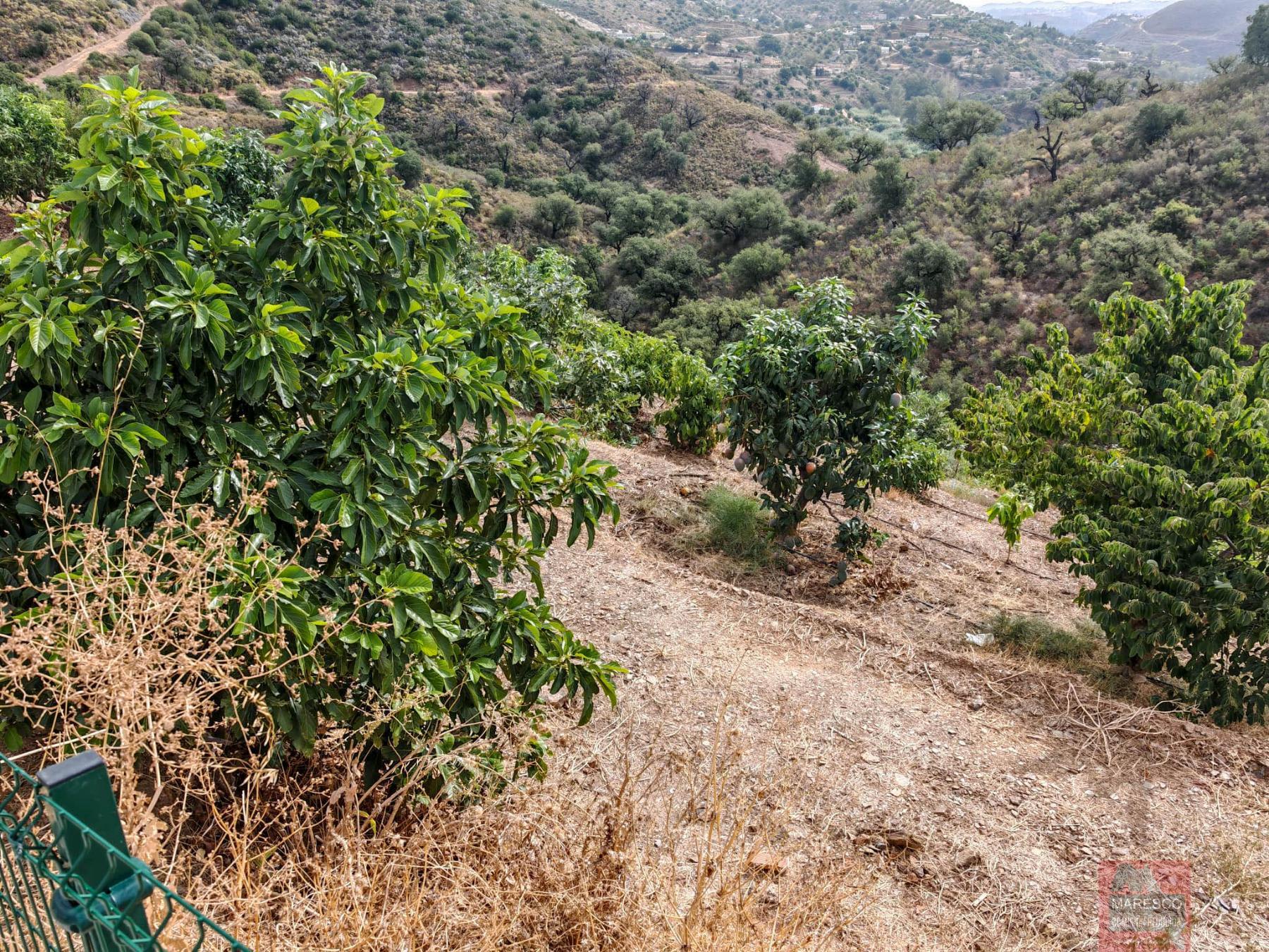 For sale of house in Mijas