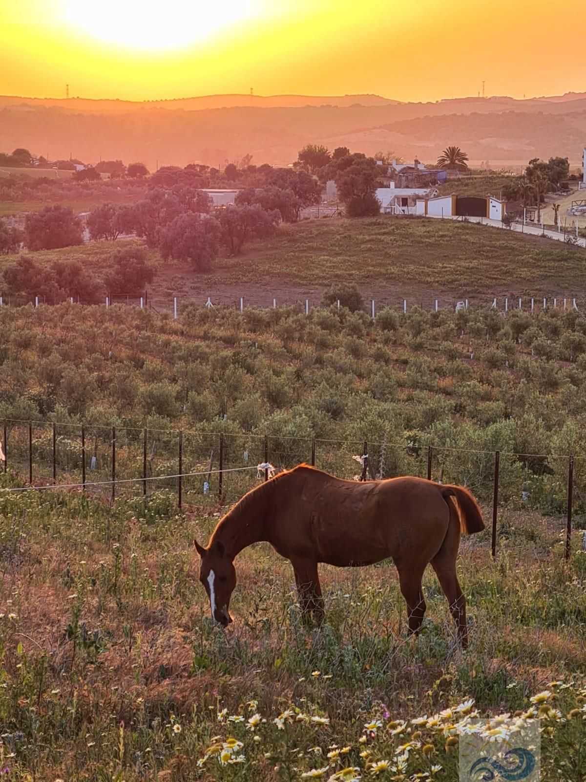 Vendita di proprietà rurale in Arcos de la Frontera