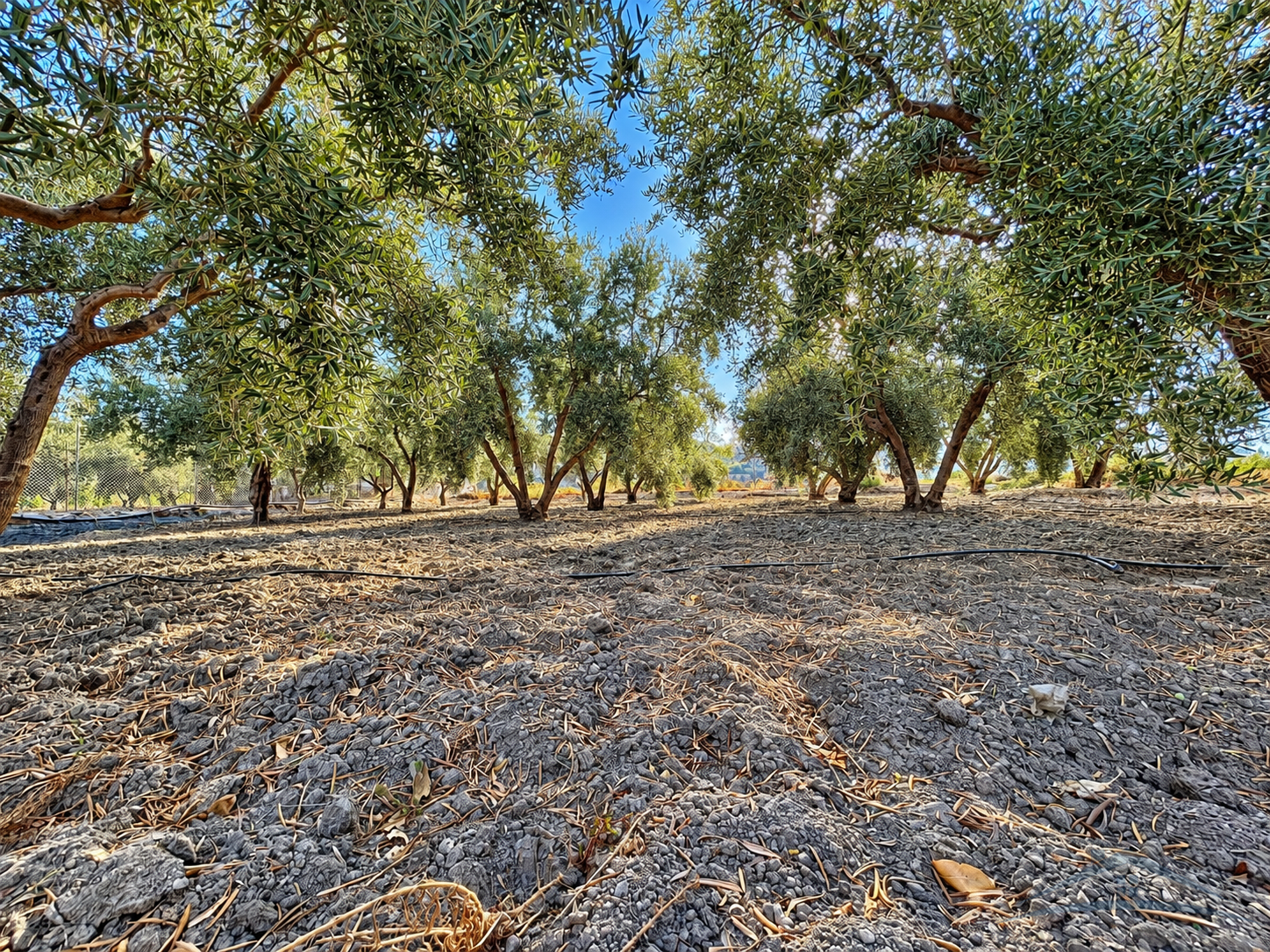 Venta de finca rústica en Alsodux
