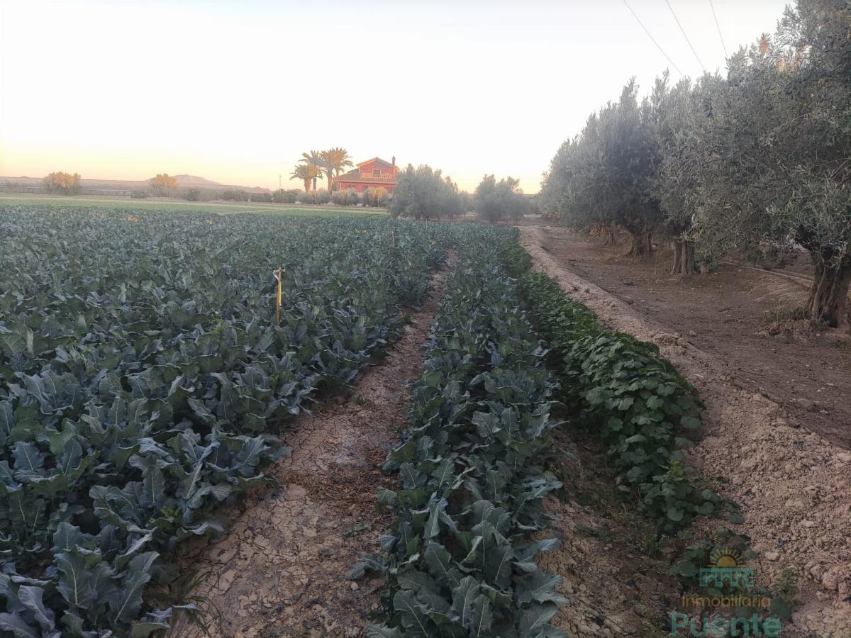 For sale of land in Totana