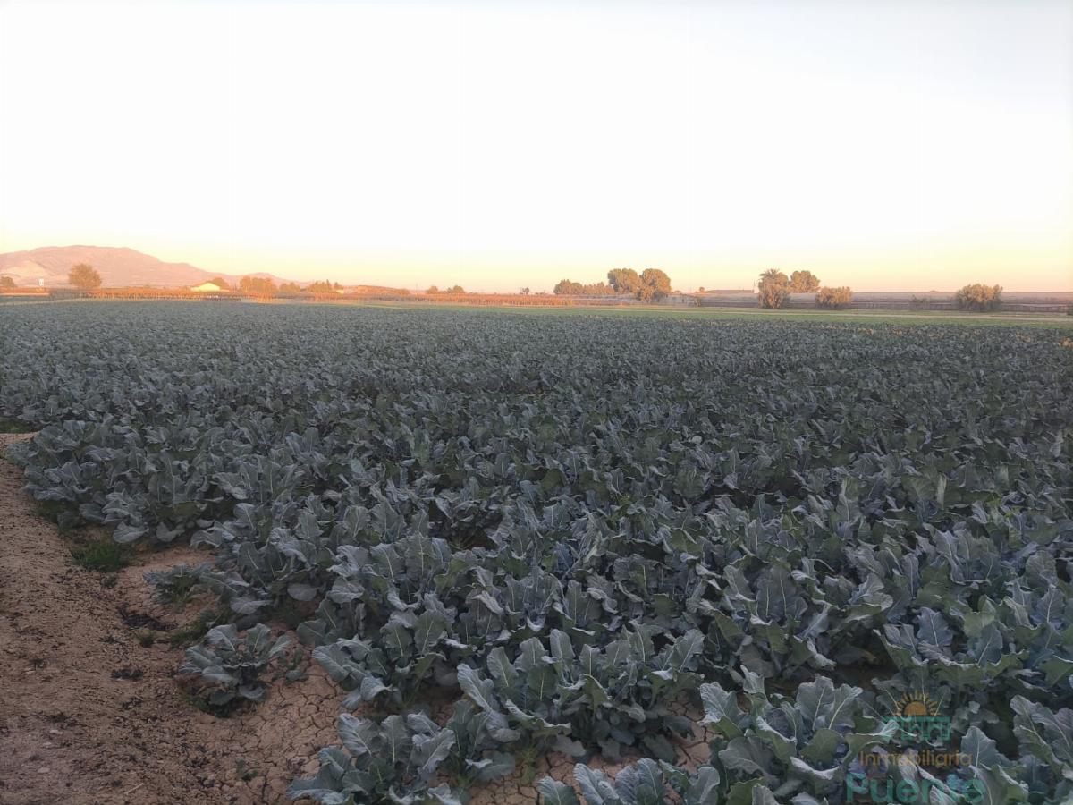 For sale of land in Totana