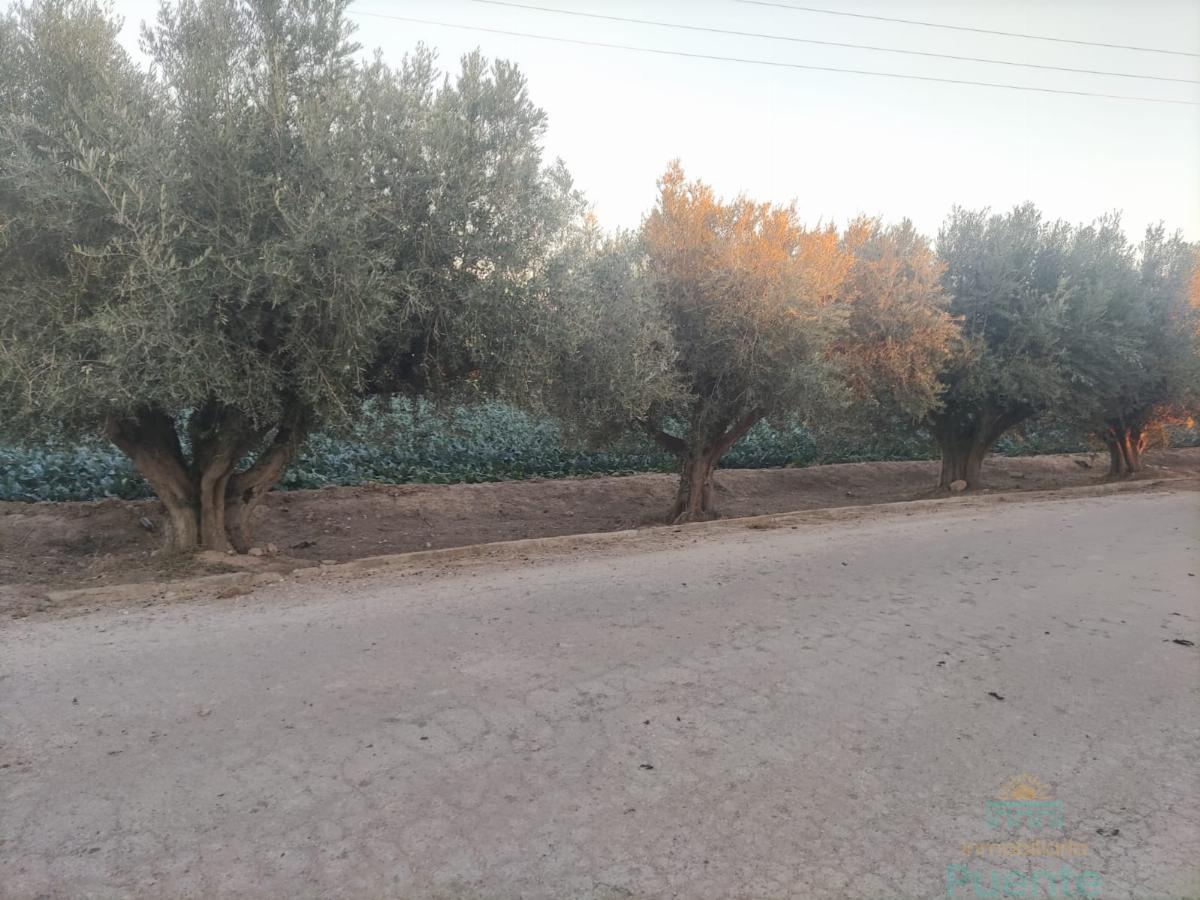For sale of land in Totana
