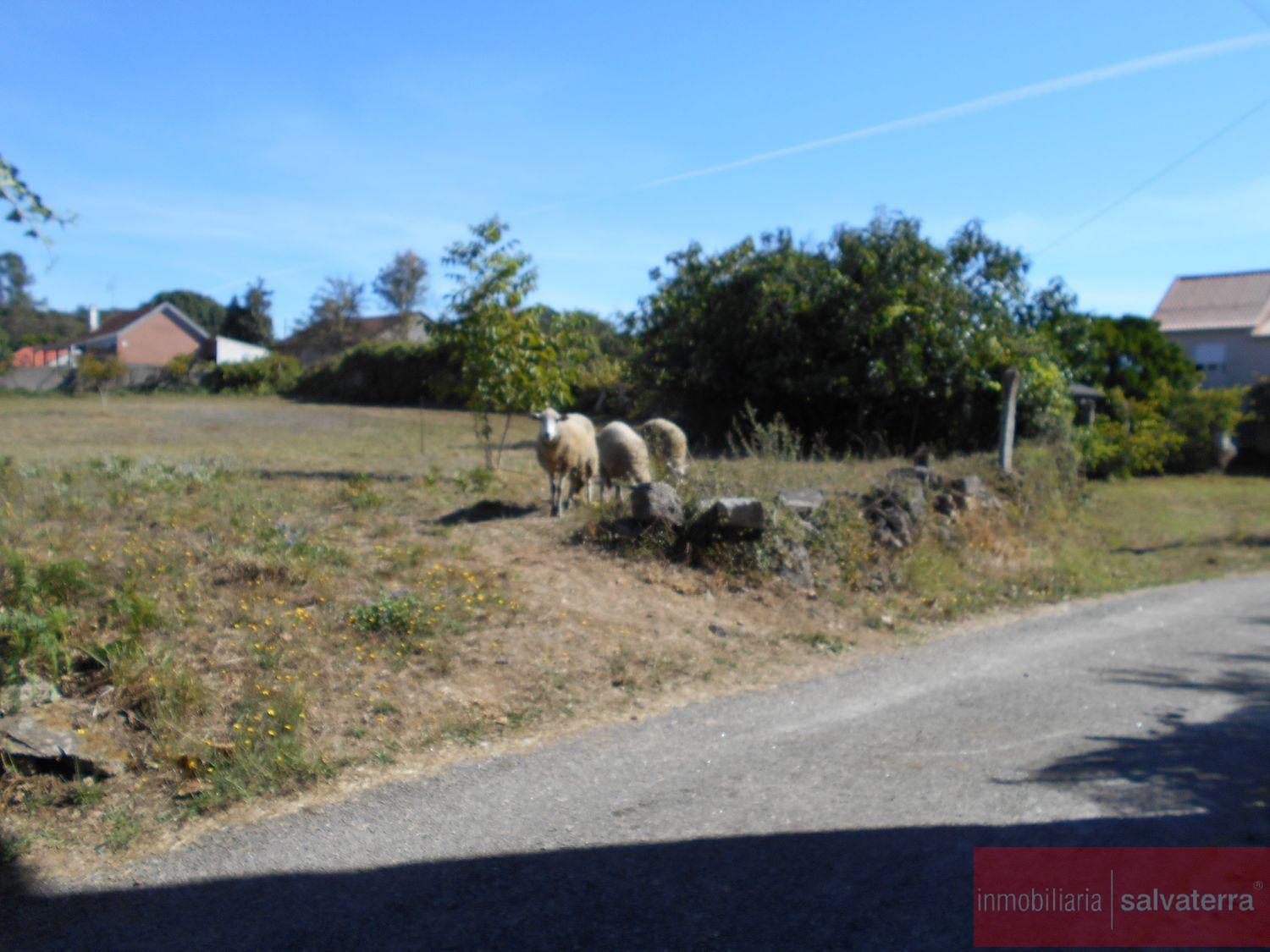 For sale of land in Salvaterra de miño