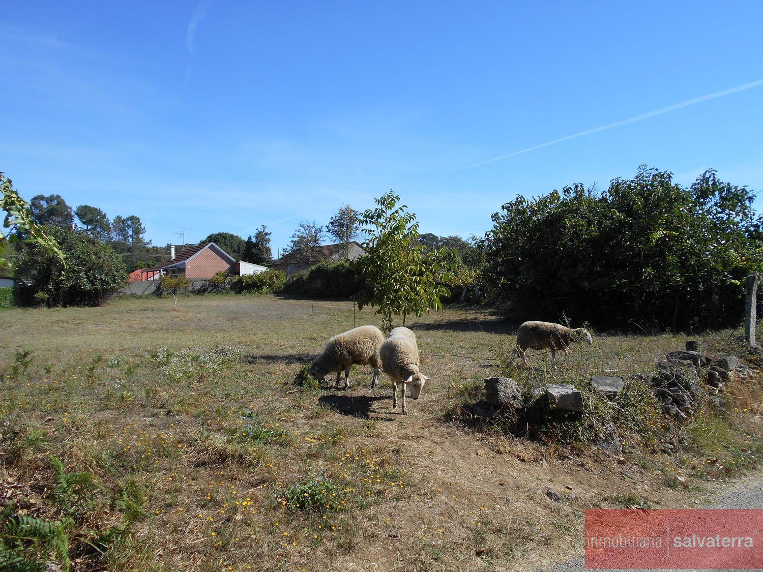 For sale of land in Salvaterra de miño