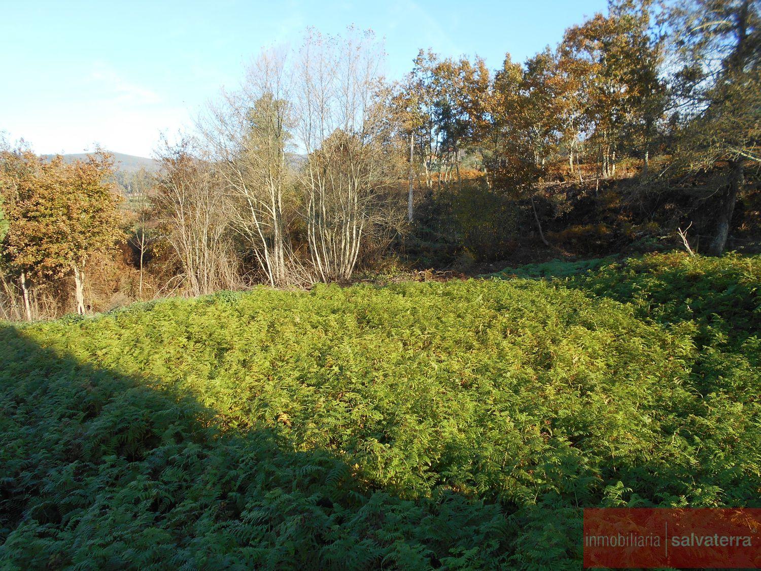 Venta de finca rústica en As neves