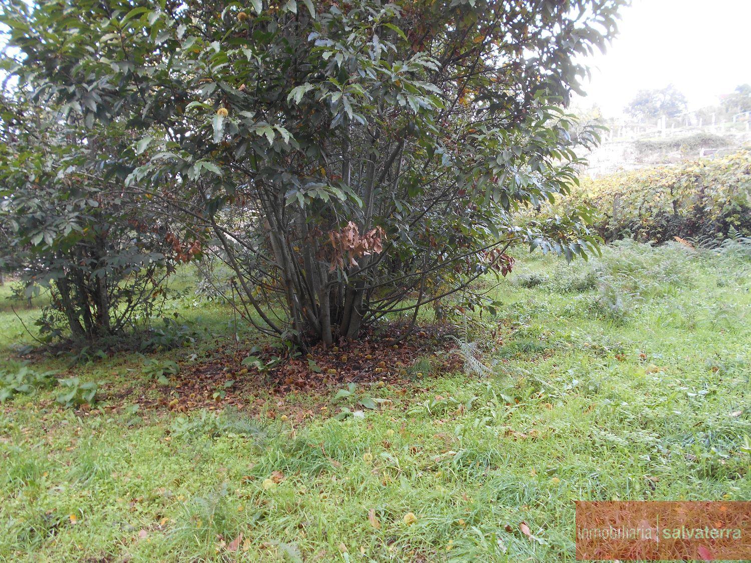 Venta de terreno en Salvaterra de miño