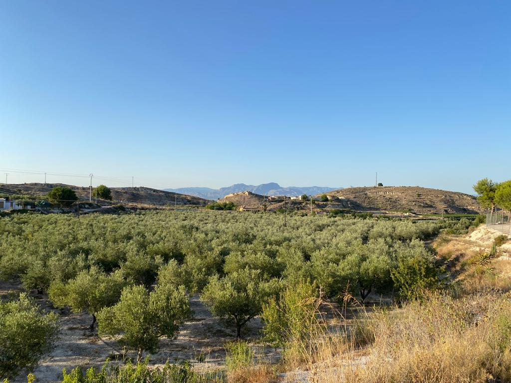 For sale of rural property in Aspe