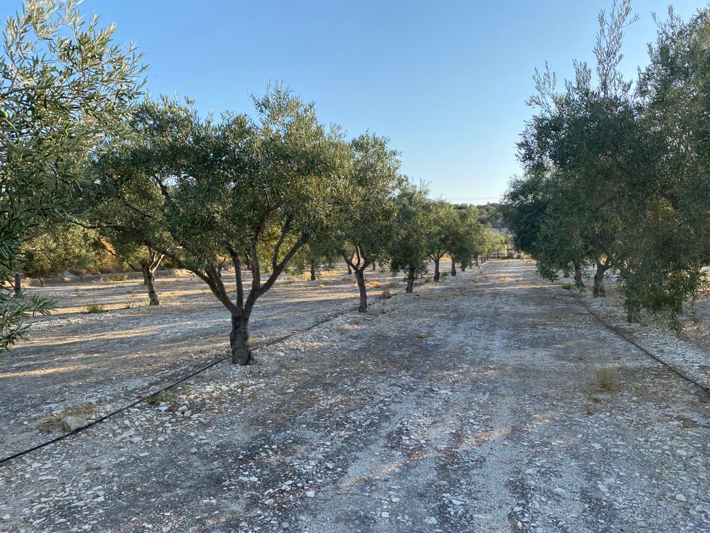 For sale of rural property in Aspe