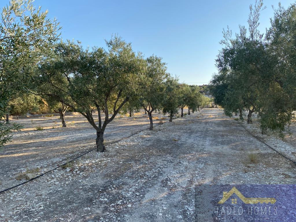 For sale of rural property in Aspe