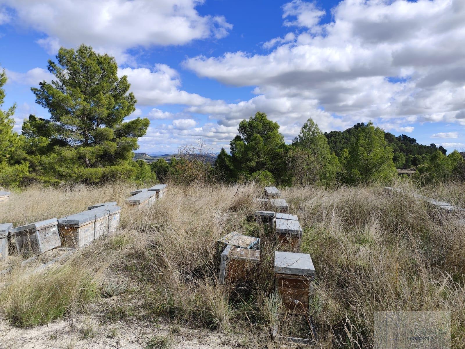 For sale of land in Moratalla