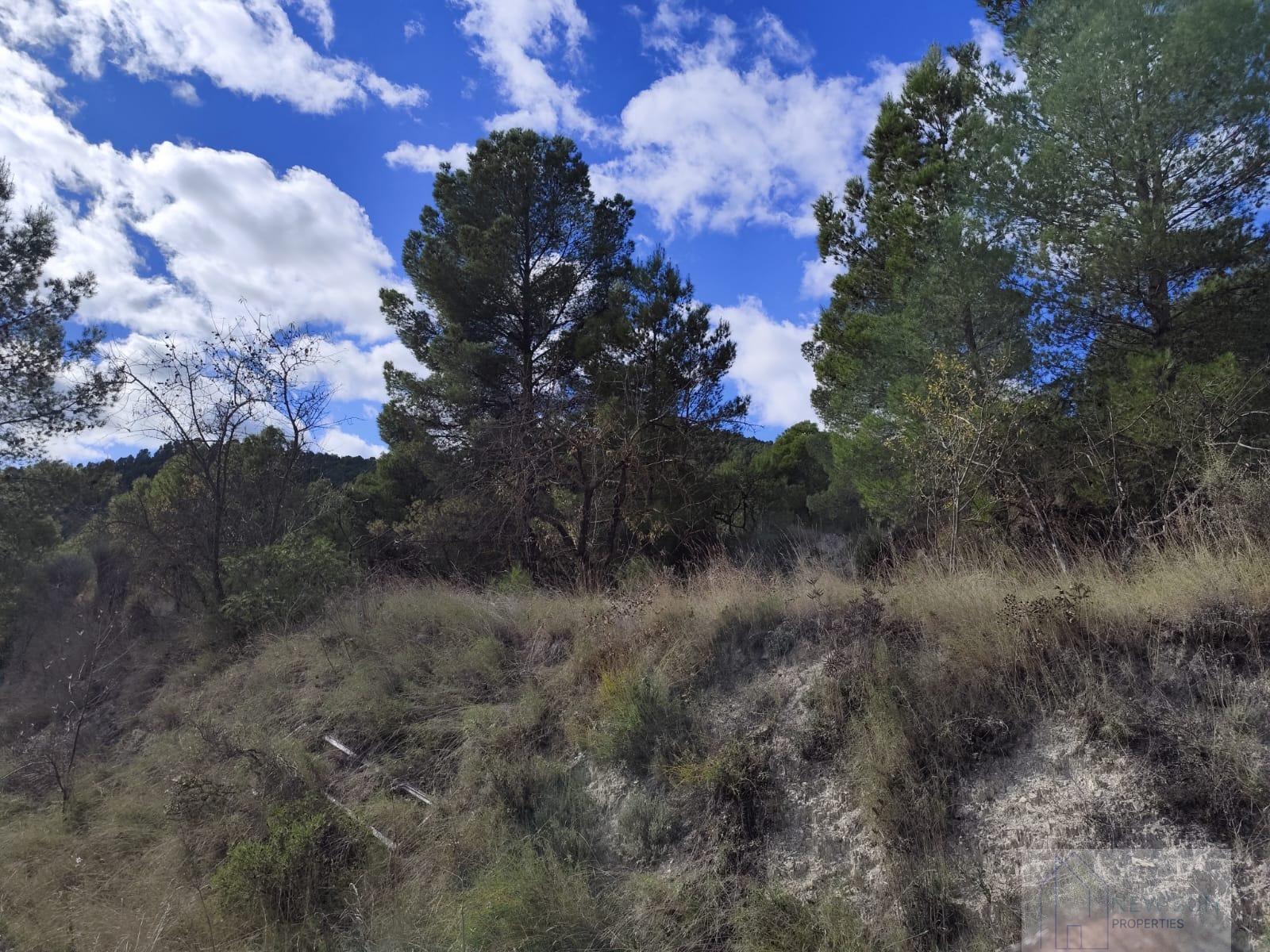 For sale of land in Moratalla