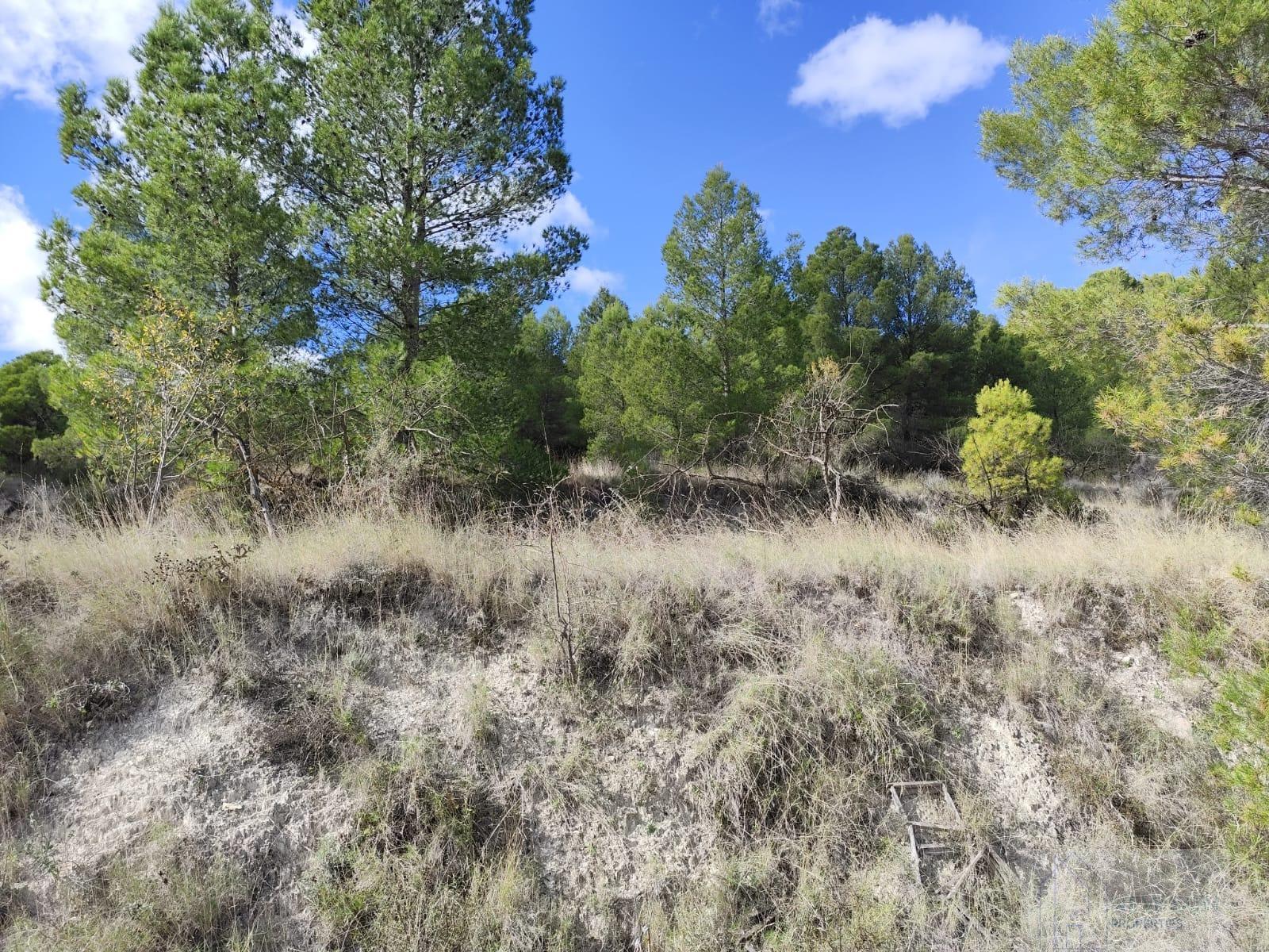 For sale of land in Moratalla