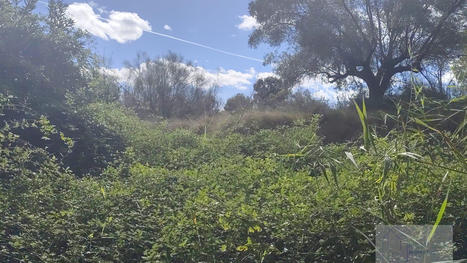 For sale of land in Moratalla