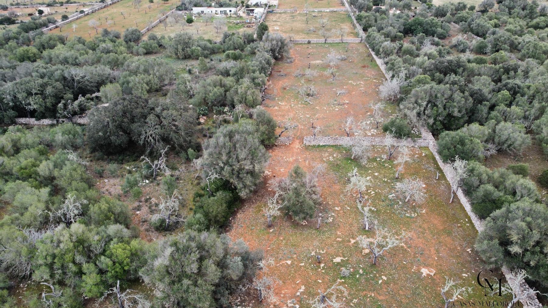 For sale of land in Santa Margalida