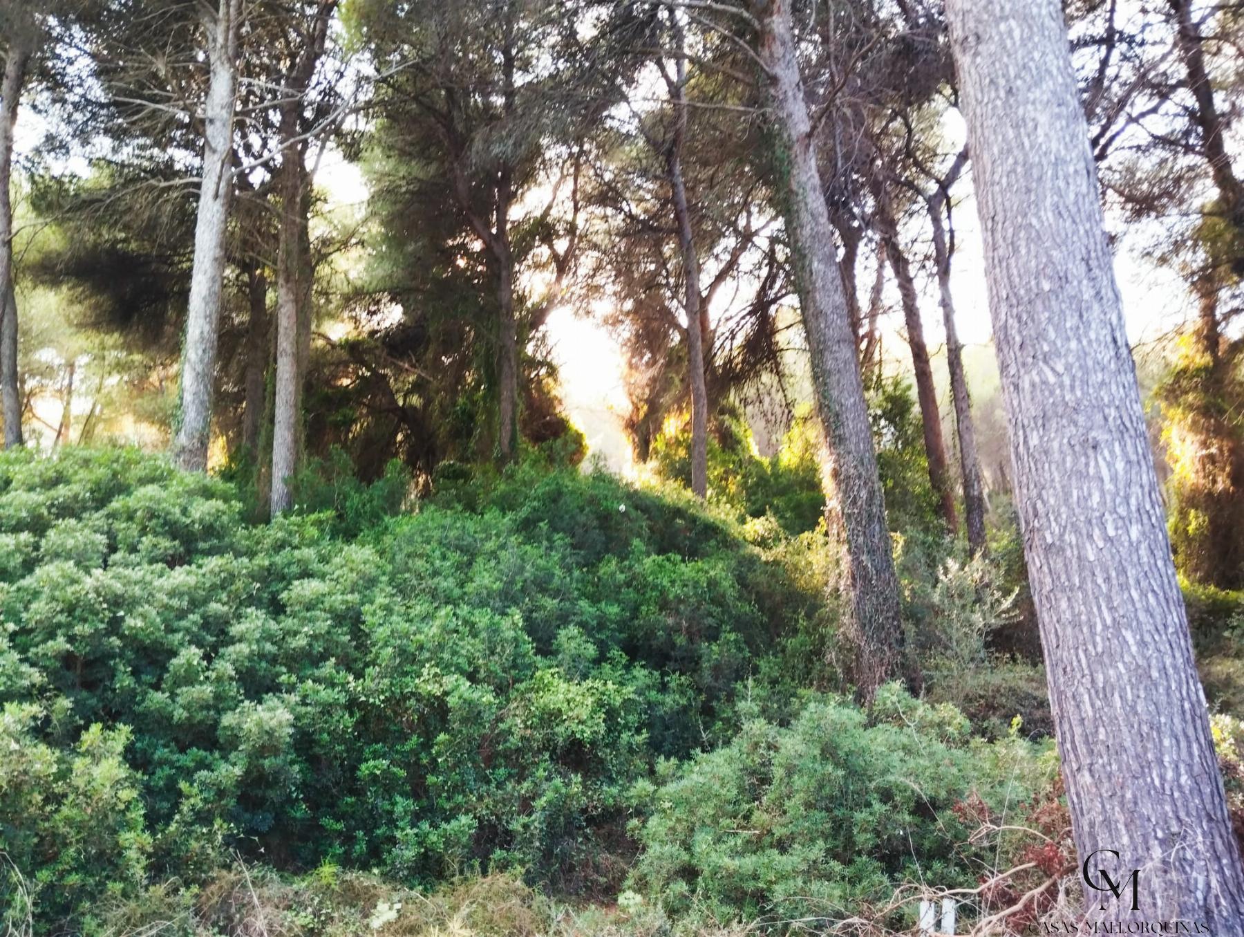 For sale of land in Can Picafort