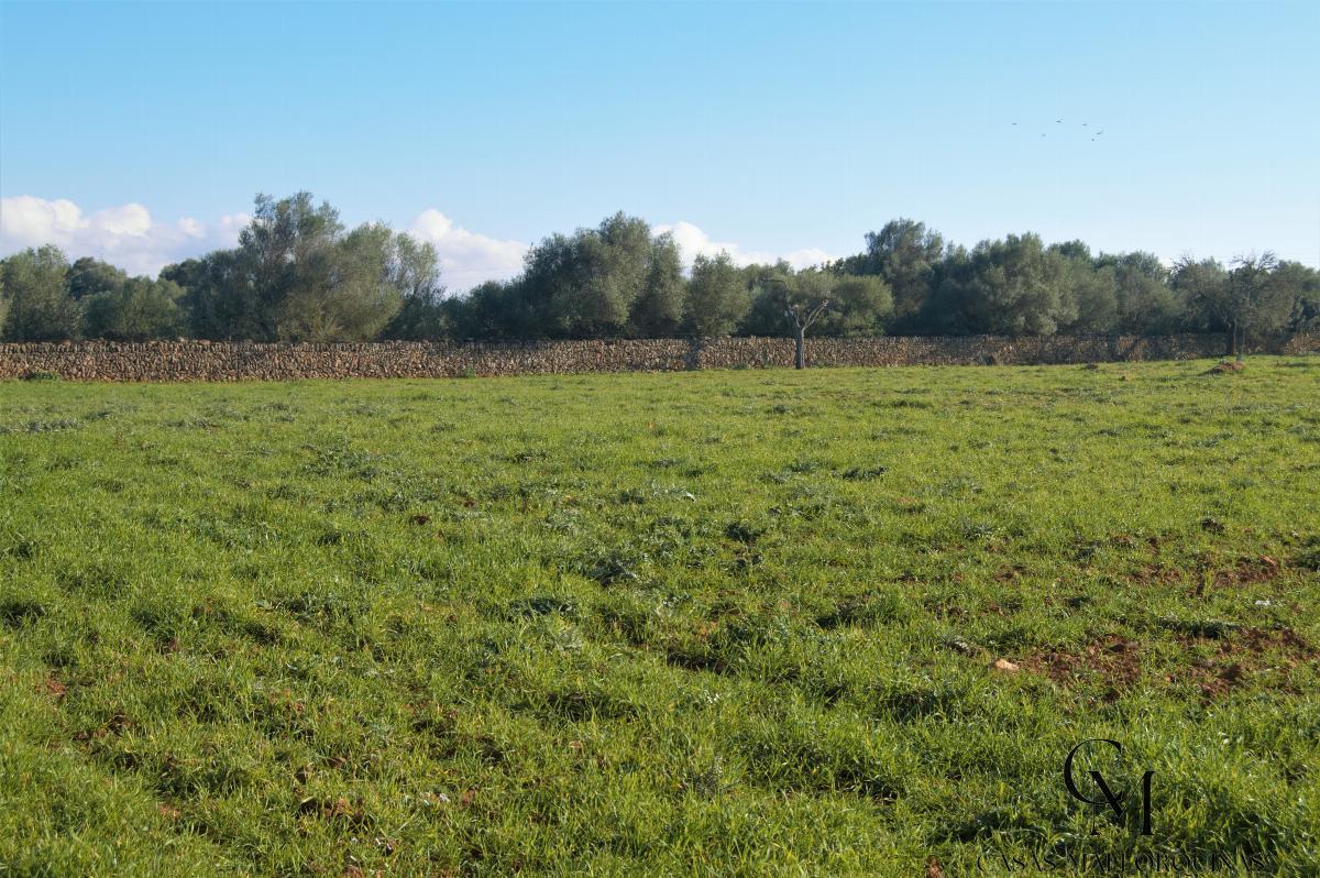 For sale of chalet in Santa Margalida