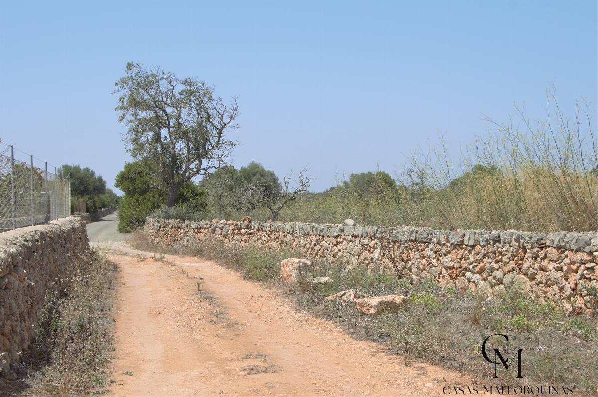 For sale of land in Santa Margalida