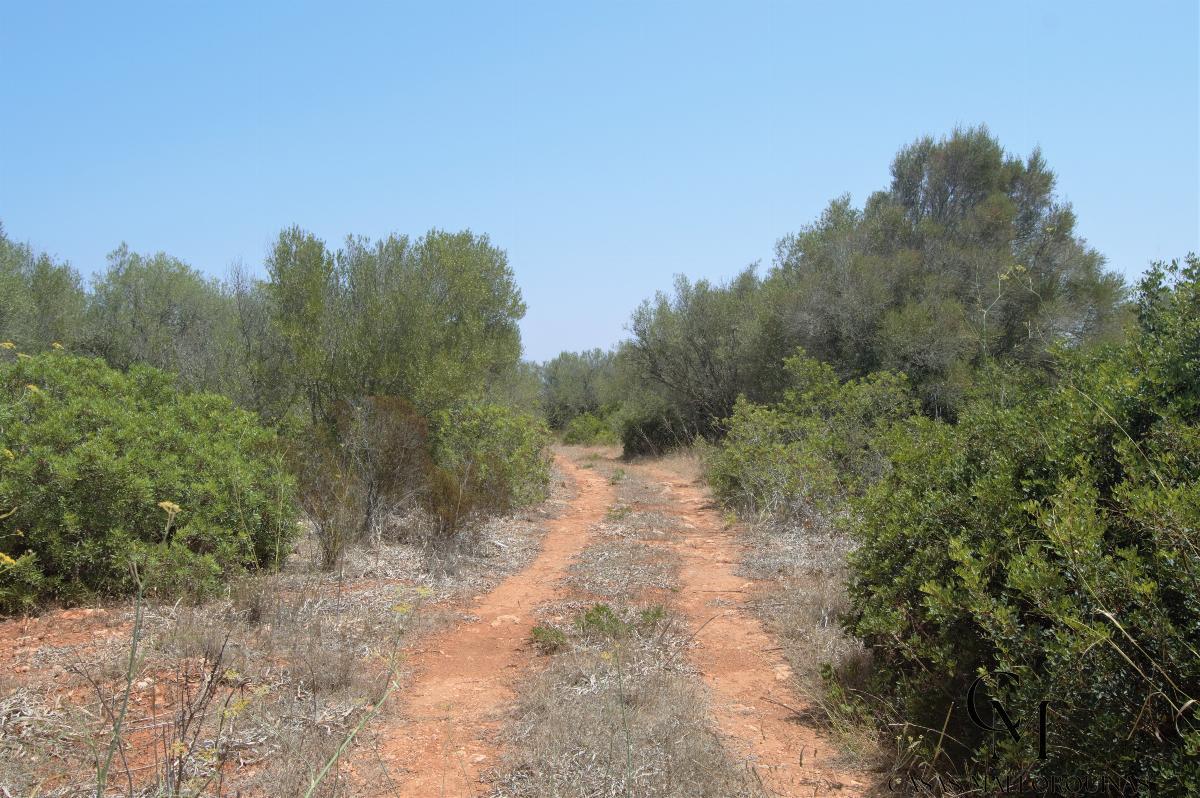 For sale of land in Santa Margalida