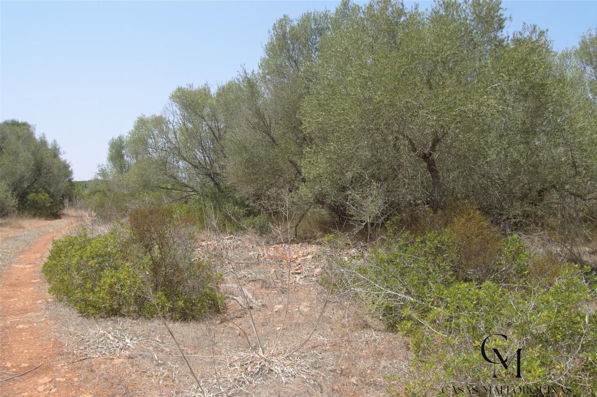 For sale of land in Santa Margalida