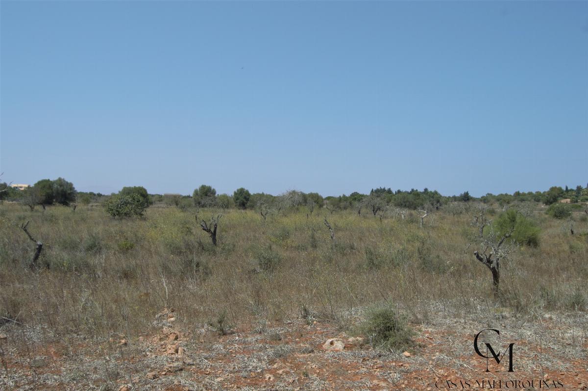 For sale of land in Santa Margalida