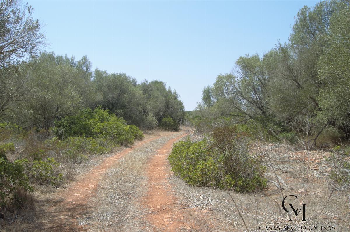 For sale of land in Santa Margalida