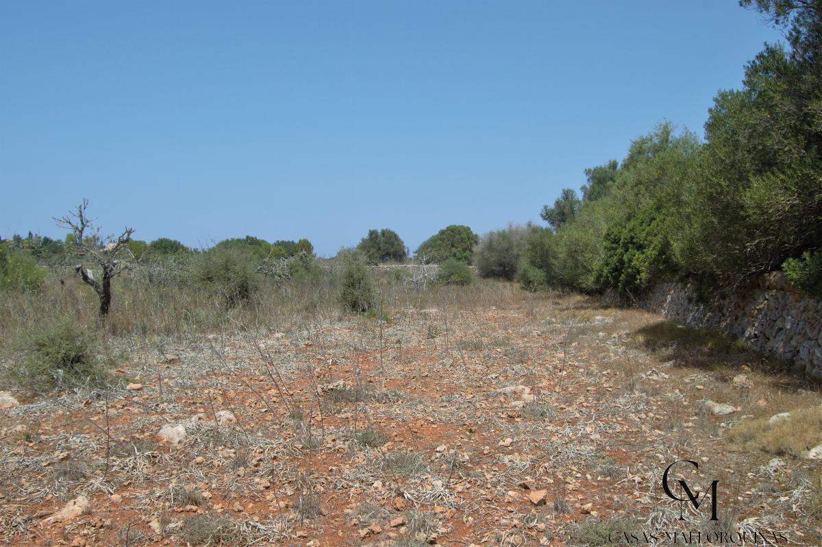 For sale of land in Santa Margalida
