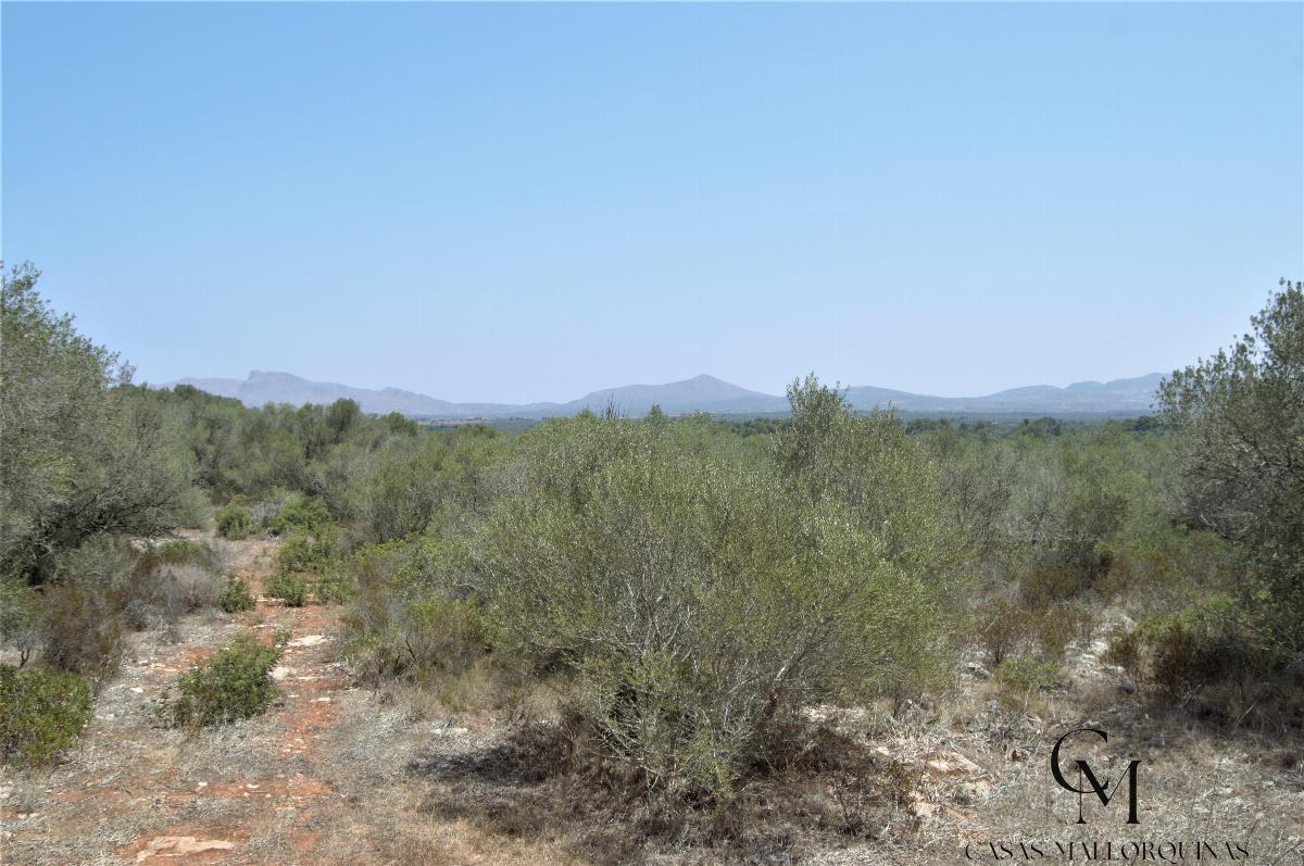 For sale of land in Santa Margalida